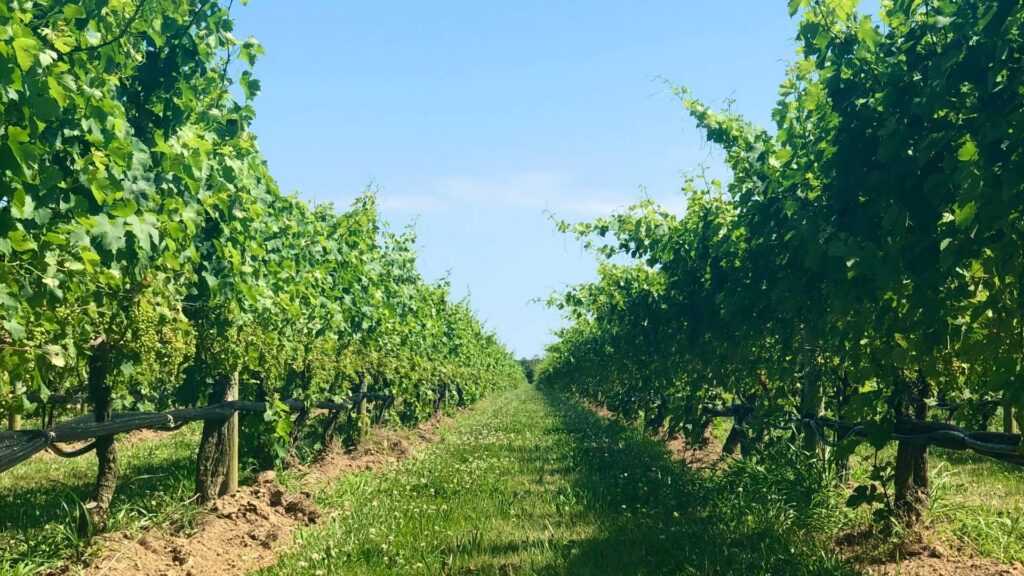 Row of luscious vines in vineyard